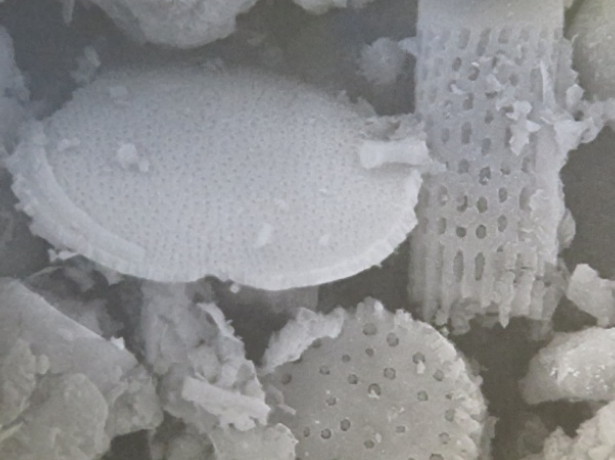 Κελύφη δισκοειδών και κυλινδρικών διατόμων συνιστάμενα από άμορφο SiO2 όπως φαίνονται σε ηλεκτρονικό μικροσκόπιο
